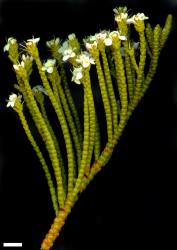 Veronica hectorii subsp. hectorii. Sprig. Scale = 10 mm.
 Image: M.J. Bayly & A.V. Kellow © Te Papa CC-BY-NC 3.0 NZ